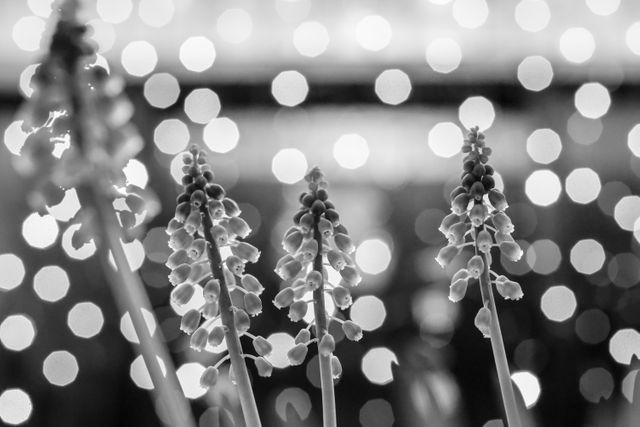 Capturing grapevine close-up with bokeh lights, in black and white. Ideal for nature-themed backgrounds, artistic photography collections, or botanical studies. Perfect for creating contrast effects in design projects.