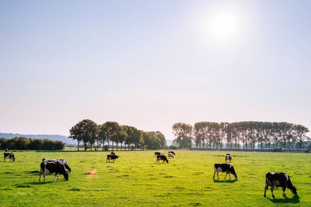 Lovely scene of cows grazing on a vast green field under a clear sky with bright sun. Trees line the background, adding to the serene and picturesque nature of the rural landscape. Ideal for promoting agricultural products, rural life, environmental sustainability, and travel destinations focused on countryside experiences.
