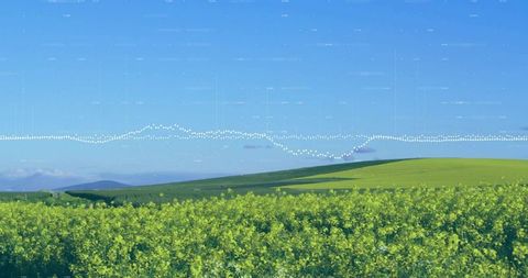 Vibrant Yellow Fields with Waveform Overlay in Serene Rural Landscape