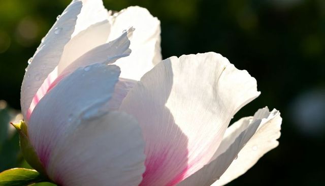 Sunlit Pale Pink-White Bloom Filling Frame with Translucent Veined Petals and Dew Drops
