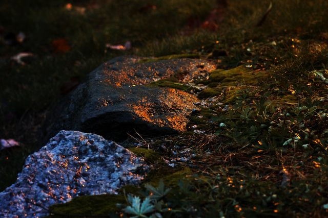 Dappled sunlight illuminates rocks covered in moss, showcasing the serene and lush environment of a forest floor. Use this image for nature-themed content, outdoor adventure marketing, ecological studies or relaxation and wellness promotions focusing on natural beauty.