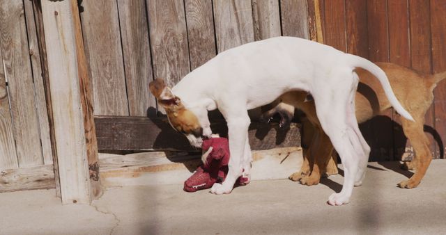 Two puppies engaging with a toy in outdoor yard, bringing cheer and capturing a playful moment. Excellent for illustrating pet ownership, promoting pet products, or showcasing animal behavior. Ideal for blogs, social media, advertisements, and various animal-related campaigns.