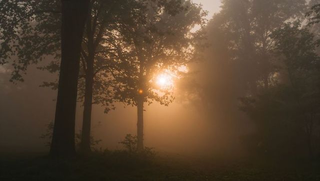 Ethereal Sunrise with Mist Through Forest Composition