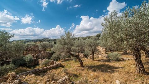 Gnarled olive trees shading ancient ruined stone walls under dramatic blue sky with clouds