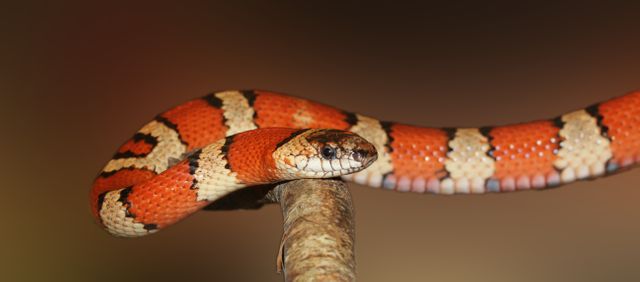 Red colourful orange black snake - Download Free Stock Photos Pikwizard.com