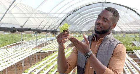 Agricultural Specialist Examining Plant Seedling in Hydroponic Farm