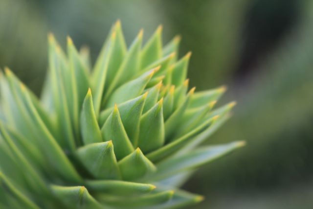 Features a sharp-leaved exotic succulent in vibrant green hues. Perfect for use in botanical studies, environmental education, landscaping inspirations, or digital backgrounds focused on nature themes.