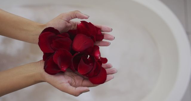 Image features close-up of open hands holding red rose petals above bathtub filled with clear water. Ideal for promoting spa services, self-care products, wellness routines, aromatherapy treatments, and beauty blogs focusing on relaxation and luxury. Useful for marketing relaxation retreats, calming effects of baths, or romantic gift ideas with flowers.