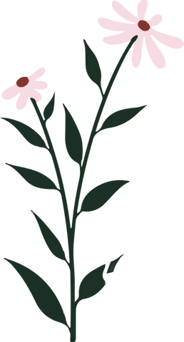 Transparent Vector Wildflower with Pink Daisy Blooms and Slender Stem