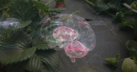 3D Holographic Brain Over Strawberry Crops Illustrating Future Agri-Tech