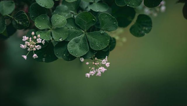 Glistening raindrops on round dark green leaves with delicate pink blossom clusters