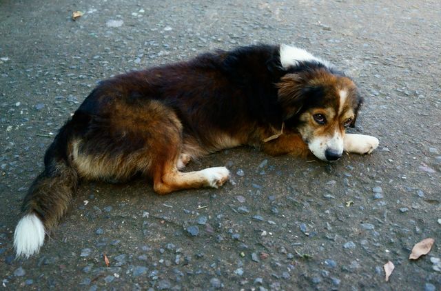 Sad dog lying on pavement outdoors, displaying signs of loneliness and possibly abandonment. Ideal for content related to pet adoption, animal rights, emotional well-being, and articles highlighting the plight of street animals.