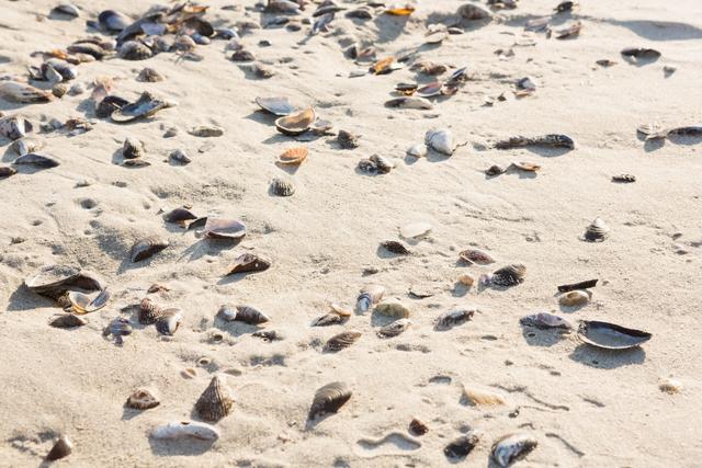 Sea shells on sand surface at the beach