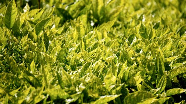 Lush green foliage with variegated leaves capturing sunlight, perfect for nature-themed backgrounds, gardening blogs, environmental campaigns, or wellness websites. Highlights the freshness and vitality of natural settings, excellent for any project that needs a touch vibrant and organic.