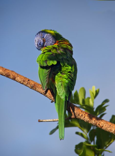 Rainbow Lorikeet preening feathers while perched on tree branch. Vivid green plumage with hints of blue and red, displaying beauty of exotic parrots. Ideal for wildlife enthusiasts, nature websites, ornithology content, and educational materials focused on tropical birds.