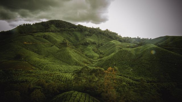 Green rolling hills covered with tea plants extend towards the horizon under a dramatic cloudy sky. Ideal for use in eco-friendly promotions, agricultural blogs, or travel websites highlighting scenic rural landscapes and environmental conservation.