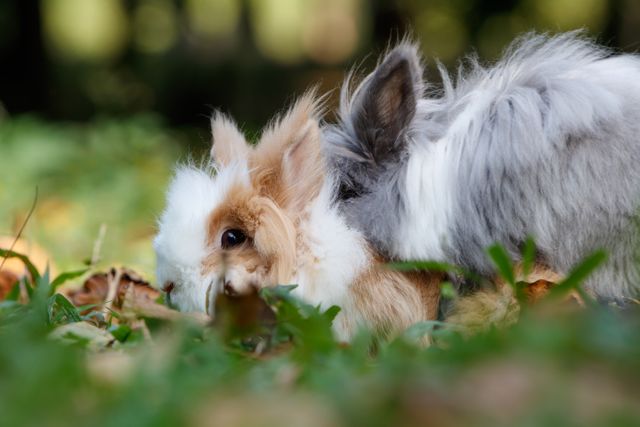 Two fluffy rabbits, one orange and white and the other grey and white, are exploring greenery. The close-up view highlights their soft fur and inquisitive behavior, making it perfect for animal lovers. Useful for pet care content, nature themed promotions, and anyone looking to convey a sense of outdoor play and cuteness.