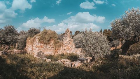 Sunlit ruined stone wall rising from grassy mediterranean olive grove, rustic landscape
