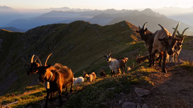 This captivating image shows a herd of mountain goats grazing on a scenic alpine ridge during sunset. The rugged terrain and majestic mountains in the background create a picturesque wilderness setting. Ideal for use in nature magazines, wildlife documentaries, travel guides, or as decorative wall art for adventure and outdoor enthusiasts.