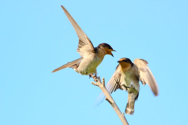 Two swallows perched on tree branch against blue sky - Download Free Stock Photos Pikwizard.com