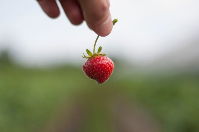 Hand Holding Fresh Strawberry in Outdoor Setting - Download Free Stock Photos Pikwizard.com