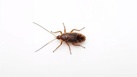 Close-up of brown cockroach on white background