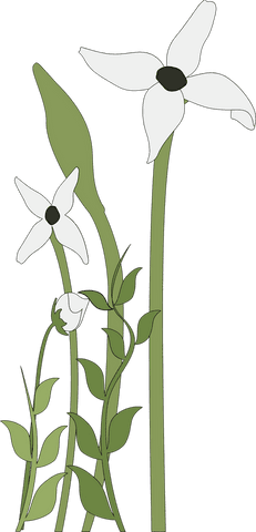 Elegant white flowers with green stems on transparent background