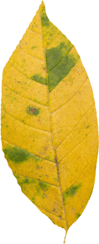 transparent dry yellow leaf closeup with green spots - Download Free Stock Videos Pikwizard.com