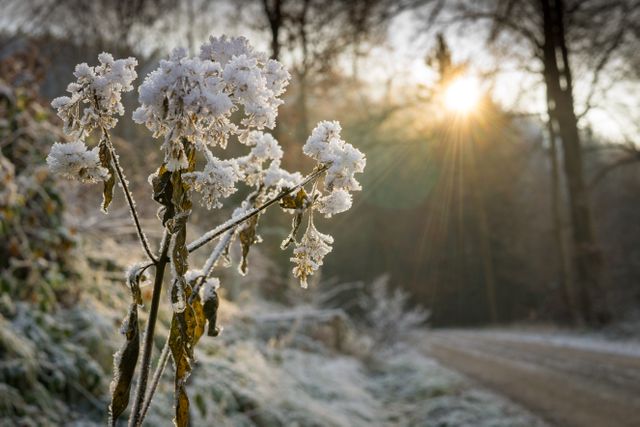 Snow-covered wildflowers in wintery forest at sunrise - Download Free Stock Photos Pikwizard.com