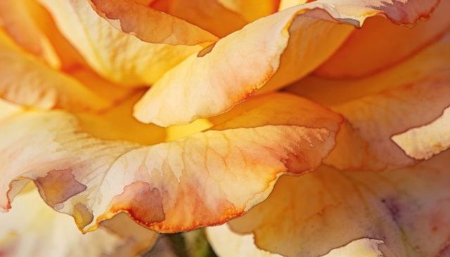Peach orange rose macro showing ruffled petals, delicate veins and warm yellow center