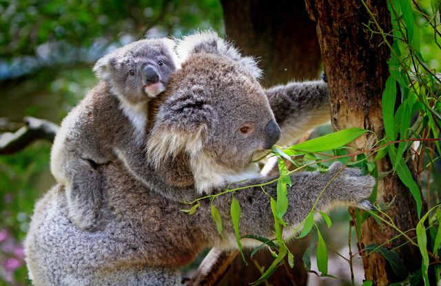 Mother koala carrying baby on back while eating eucalyptus leaves in forest. Perfect for wildlife conservation materials, educational content on Australian animals, nature articles, and family bonding themes.