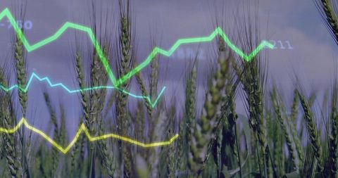 Wheat Stalks with Financial Growth Chart Overlay