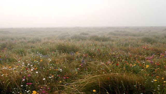 Mist-covered wildflower meadow stretching to distant horizon with swaying coastal grasses