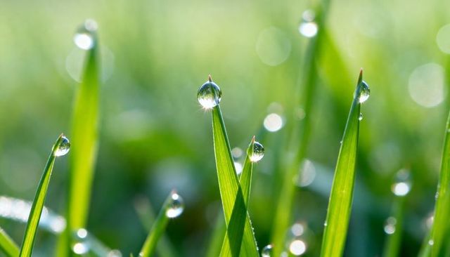 Macro dew droplets on grass blades glistening with morning bokeh and fresh green texture