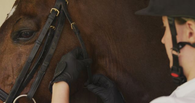 Equestrian Adjusting Bridle on Brown Horse Close-up - Download Free Stock Images Pikwizard.com