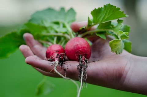 Person holding freshly harvested radishes with dirt in outdoor garden