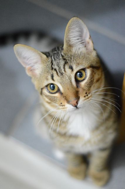 This image features a curious tabby cat looking up with bright eyes. The detailed texture of its fur and prominent whiskers give a sense of its inquisitive nature. The image can be used for pet-related content, advertisements for cat food or toys, animal care blogs, veterinary websites, and social media posts celebrating cats.