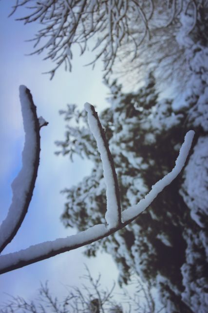 Snow-covered branches are shown against a wintry sky. The setting exudes serenity and peace, ideal for winter-themed projects, seasonal greeting cards, or nature blogs highlighting the beauty of winter landscapes.