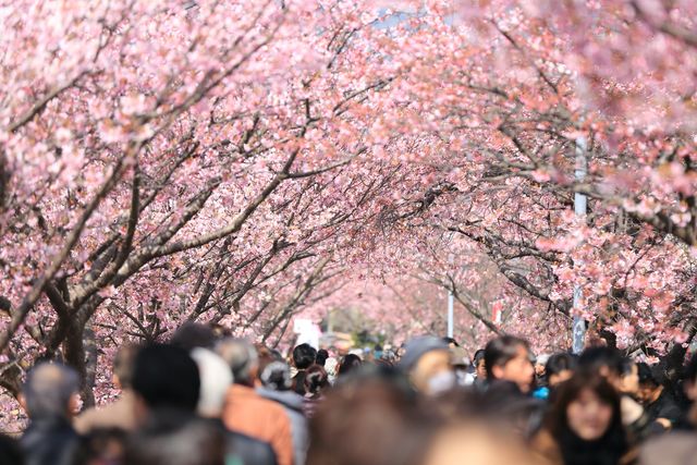 Large crowd walking under blooming cherry blossom trees during spring. Ideal for use in articles about seasonal festivals, springtime activities, cultural events, nature walks, and tourism.
