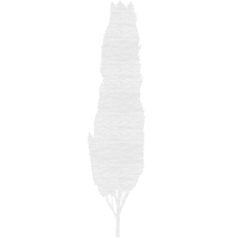 white paper tree illustration on transparent background - Download Free Stock Videos Pikwizard.com