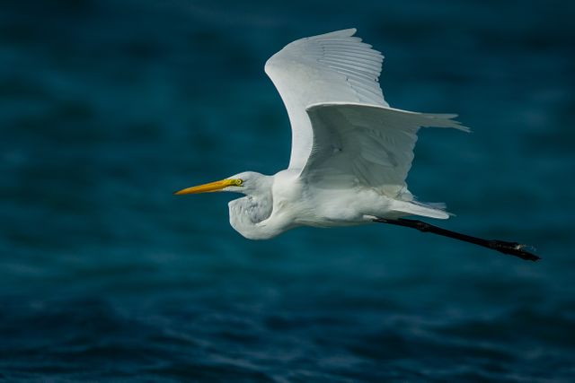 Great Egret gliding low over blue water with wings extended gracefully. Suitable for nature and wildlife themes, educational purposes, articles about bird migration and water habitats, and environmental awareness campaigns.