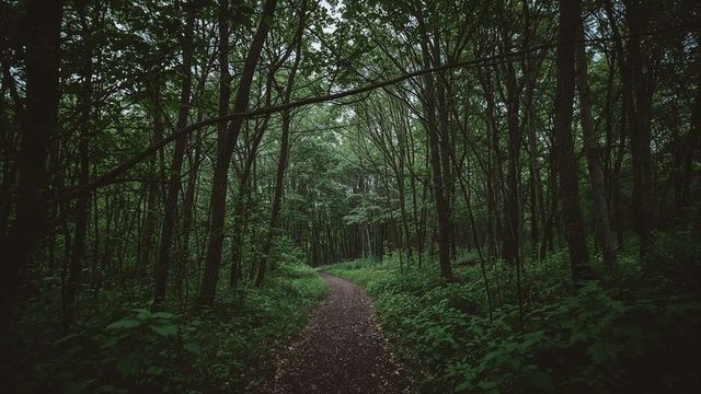 Curved woodland path amidst lush greenery