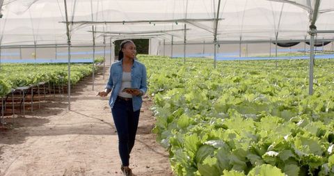 Woman Walking Through Hydroponic Farm Using Tablet for Monitoring