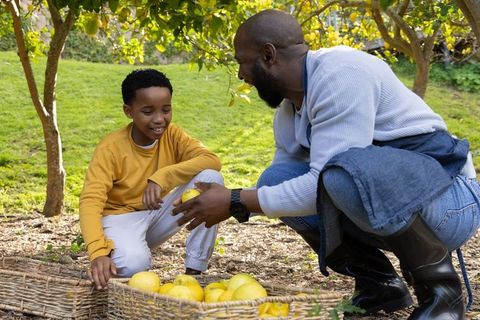 African american father and son harvesting lemons in orchard sharing joyful moment