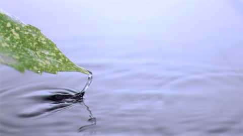 Leaf Emerging Slowly from Water with Ripple Effect