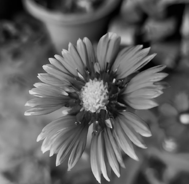 Close up of black and white flowers on blurred background. Nature, harmony and flower concept.
