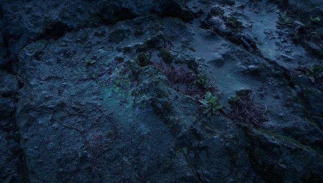 Moonlit wet coastal rock with succulent rosettes, moss and lichen in tidal crevices