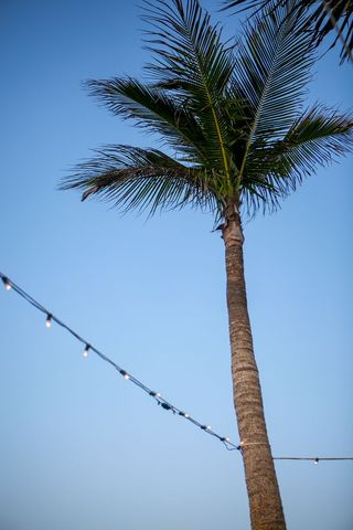 Tall Palm Tree with Festival Lights at Dusk