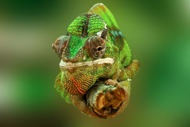The image captures a detailed close-up of a vibrant chameleon perched on a branch, set against a lush green background. This visually striking image highlights the chameleon's colorful and textured skin, making it ideal for educational content about reptiles, promotional materials for zoos or wildlife sanctuaries, or themed decorative art. It is also suitable for use in marketing campaigns focused on nature and biodiversity.