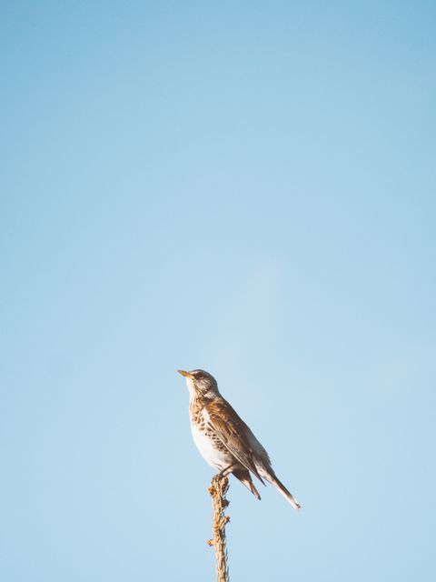 Solitary Bird Perching on Plant Stem Against Clear Sky - Download Free Stock Photos Pikwizard.com